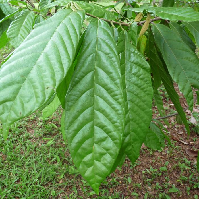 Cacao / Cocoa Tree | lotuyo.info